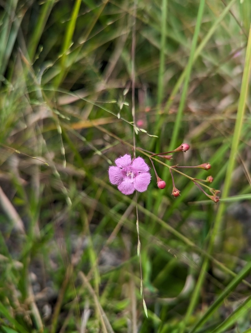 Tenlobe False Foxglove photo 8