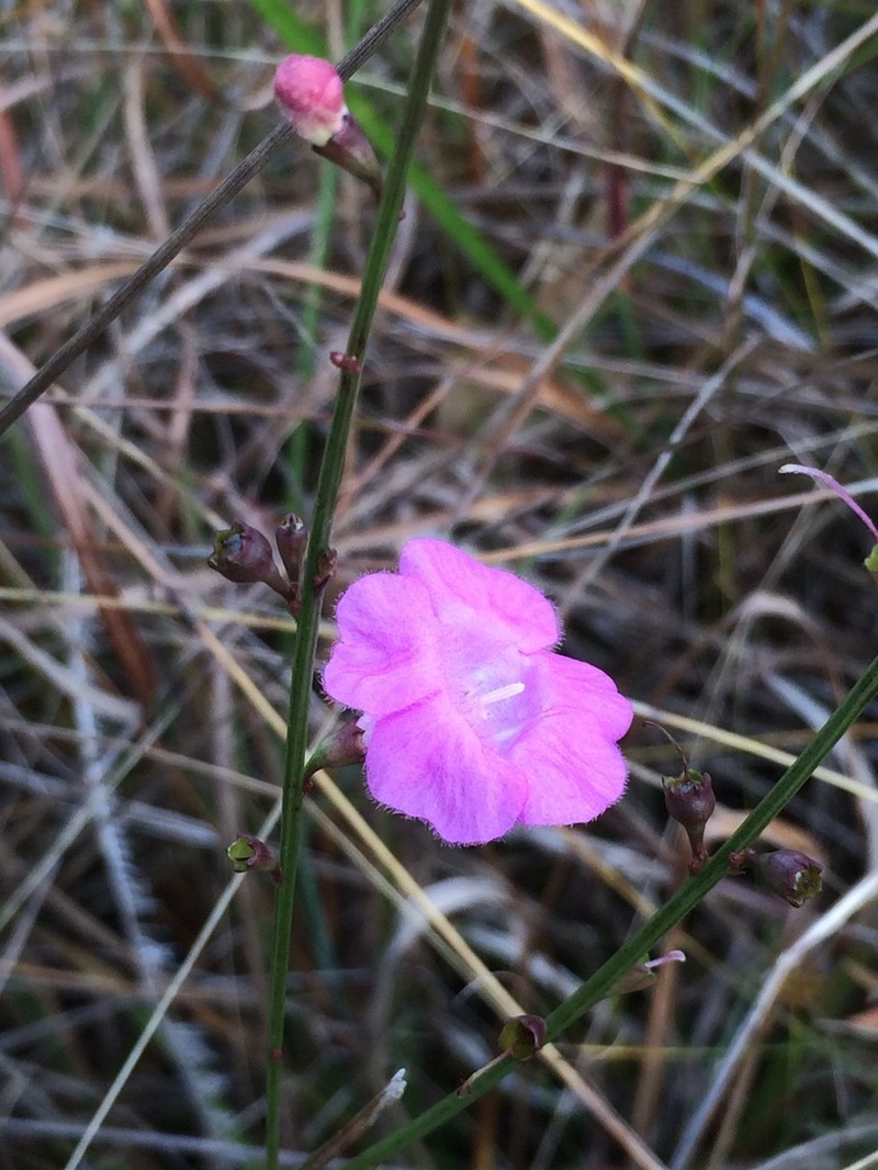 Ridgestem False Foxglove