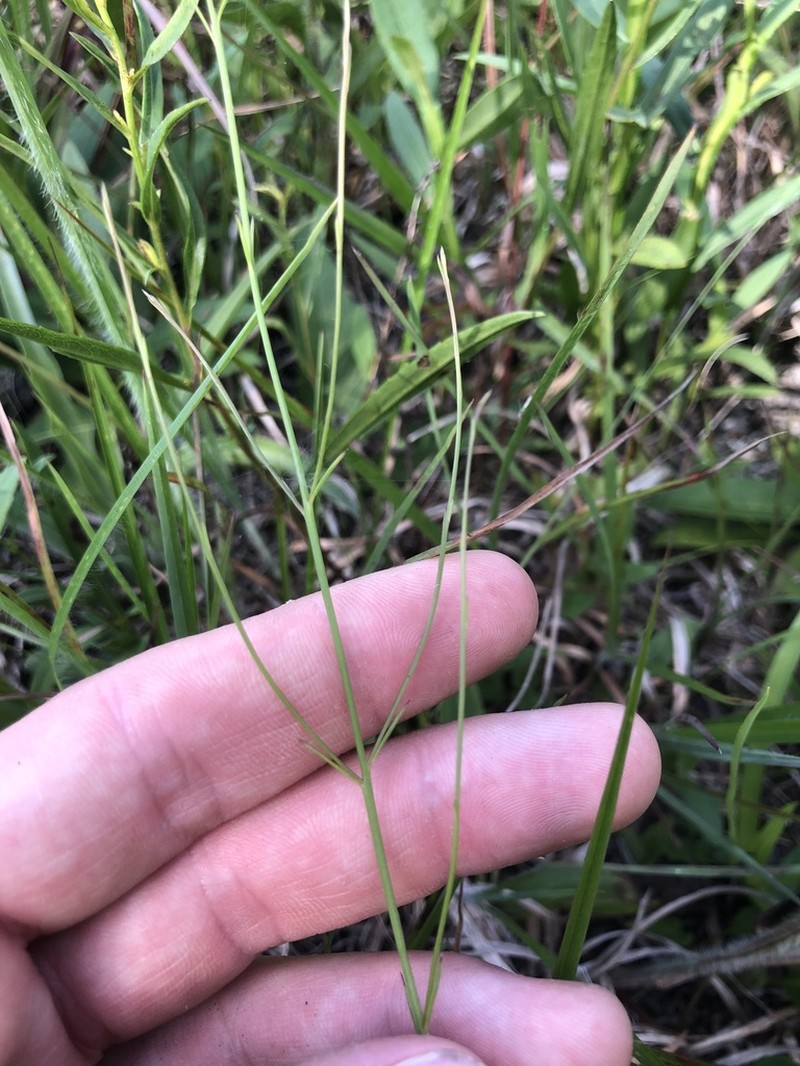 Ridgestem False Foxglove photo 2