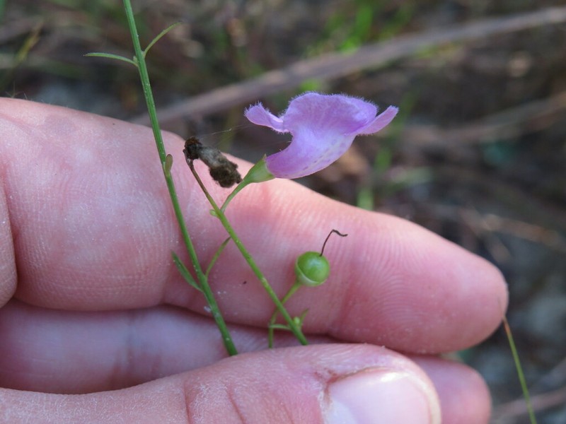 Ridgestem False Foxglove photo 3
