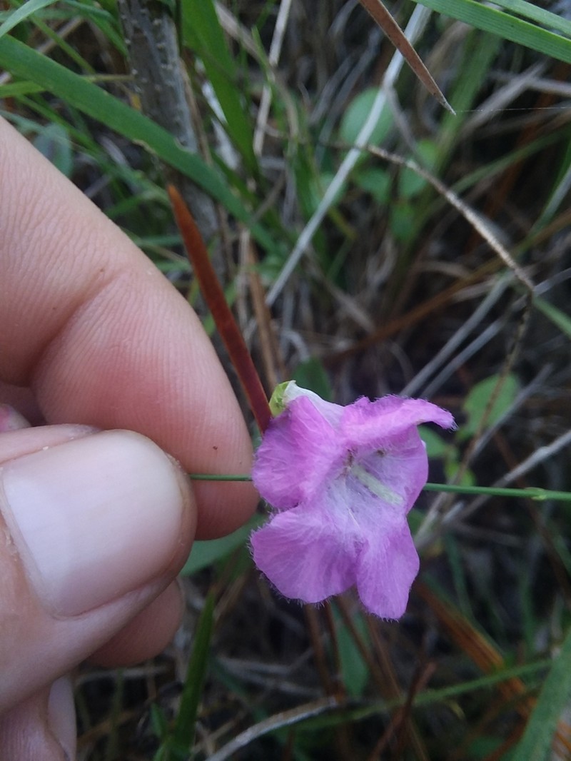 Ridgestem False Foxglove photo 4