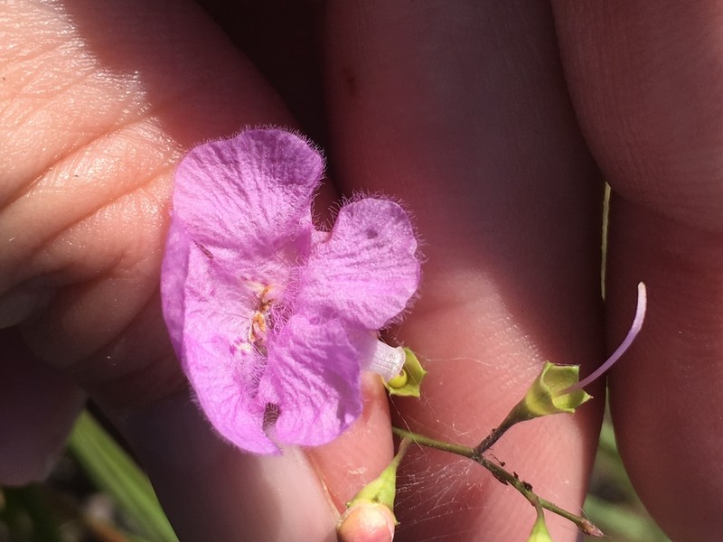 Ridgestem False Foxglove photo 5