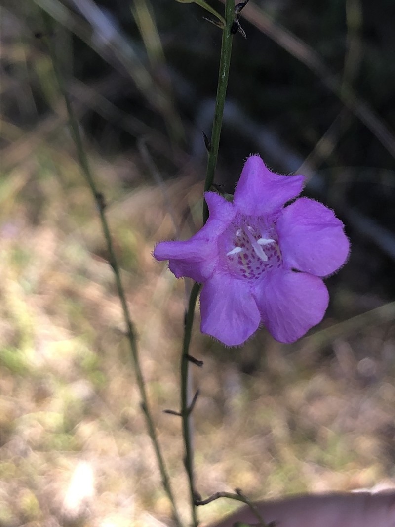 Ridgestem False Foxglove photo 6