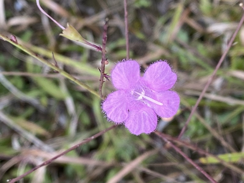Ridgestem False Foxglove photo 7