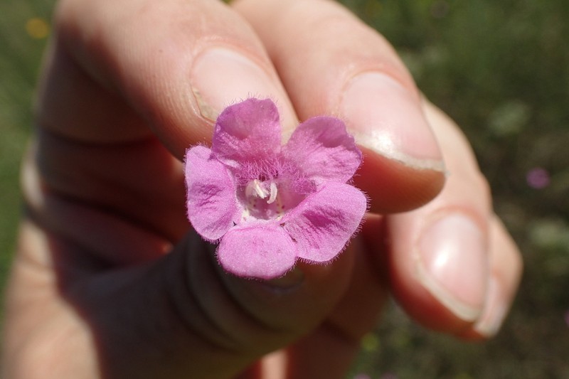Ridgestem False Foxglove photo 8