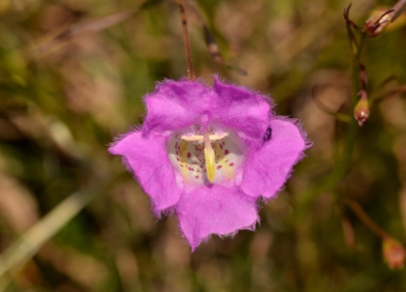 Agalinis peduncularis photo 2