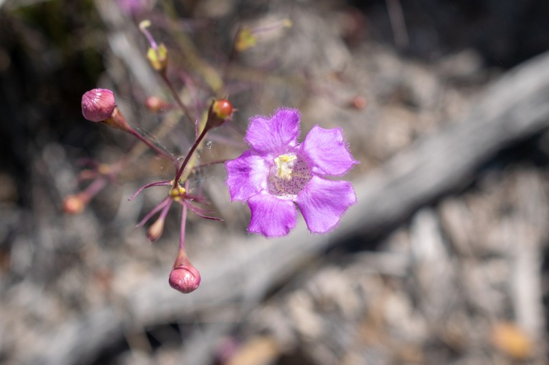 Agalinis peduncularis photo 3