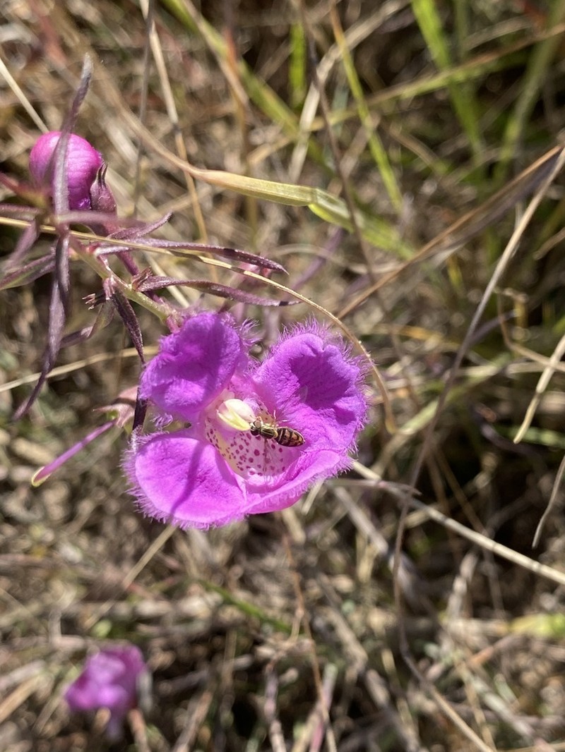 Agalinis peduncularis photo 4