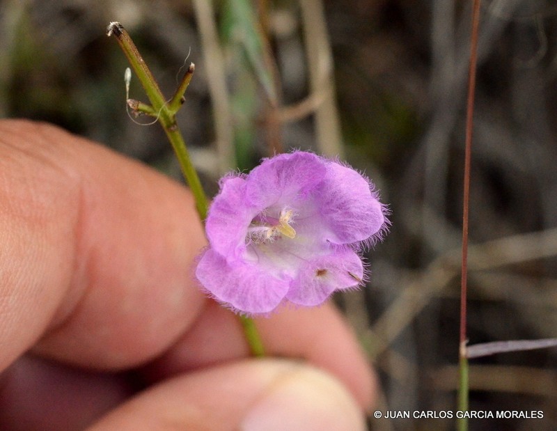 Agalinis peduncularis photo 5