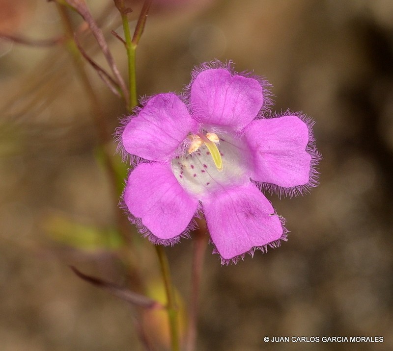 Agalinis peduncularis photo 6