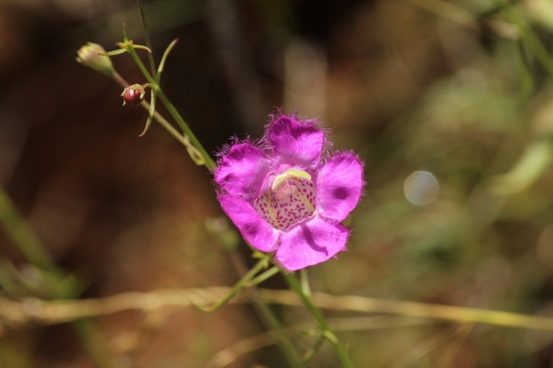Agalinis peduncularis photo 7