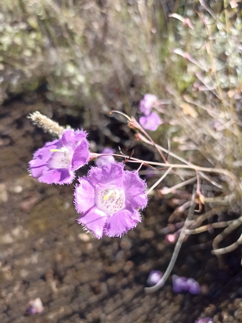 Agalinis peduncularis photo 8