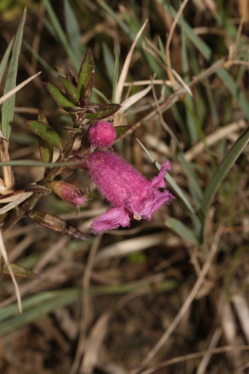 Agalinis pennellii