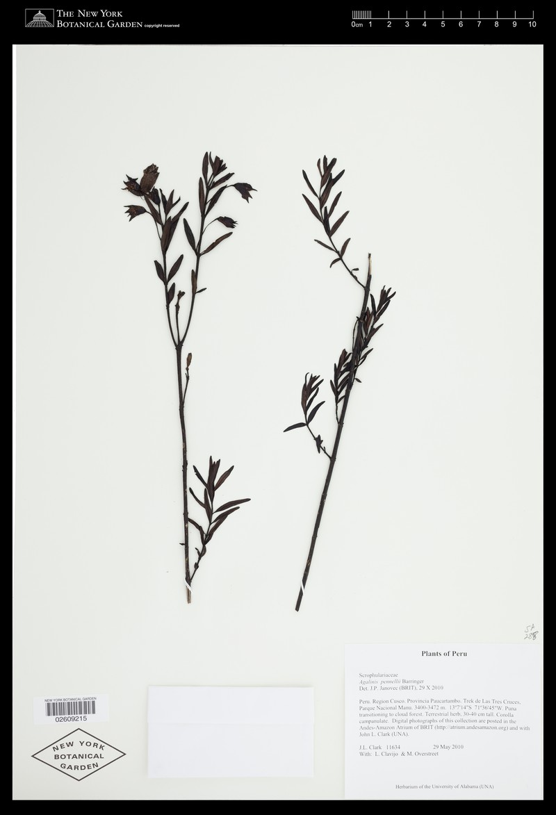 Agalinis pennellii photo 2