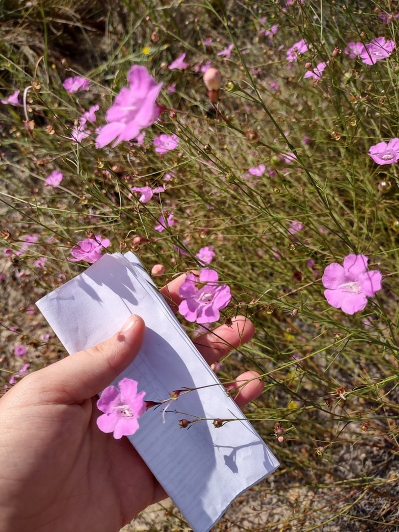 Chattahoochee False Foxglove