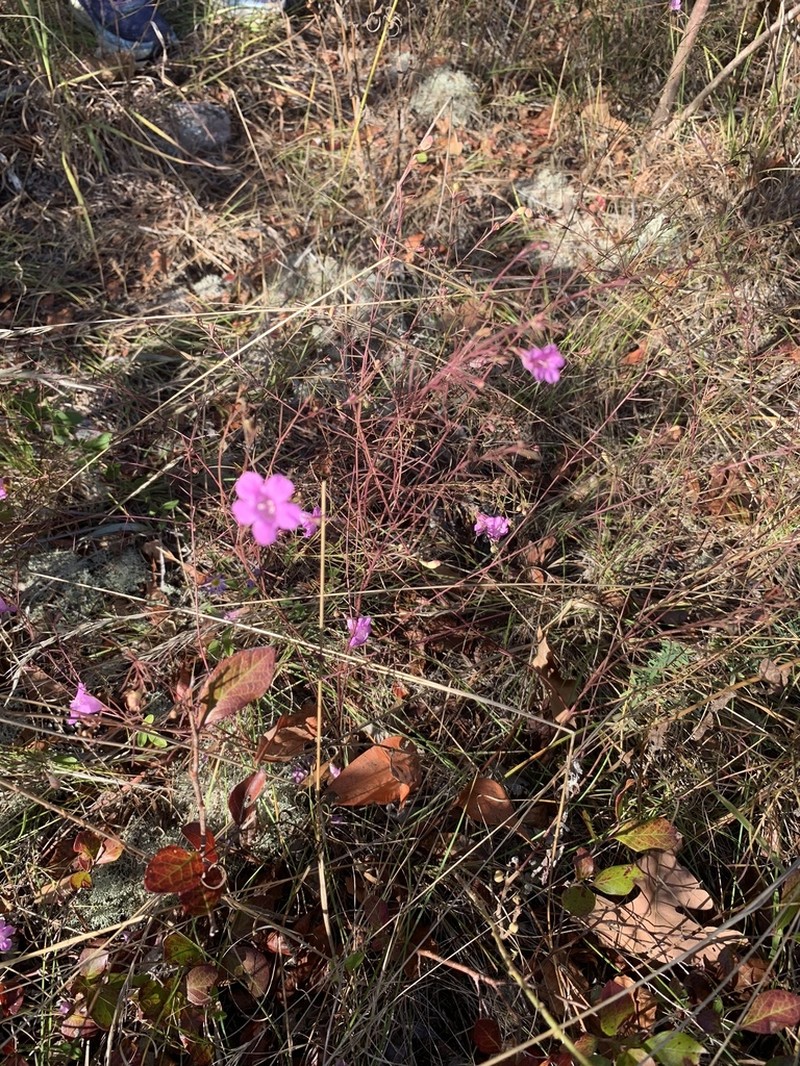 Chattahoochee False Foxglove photo 2