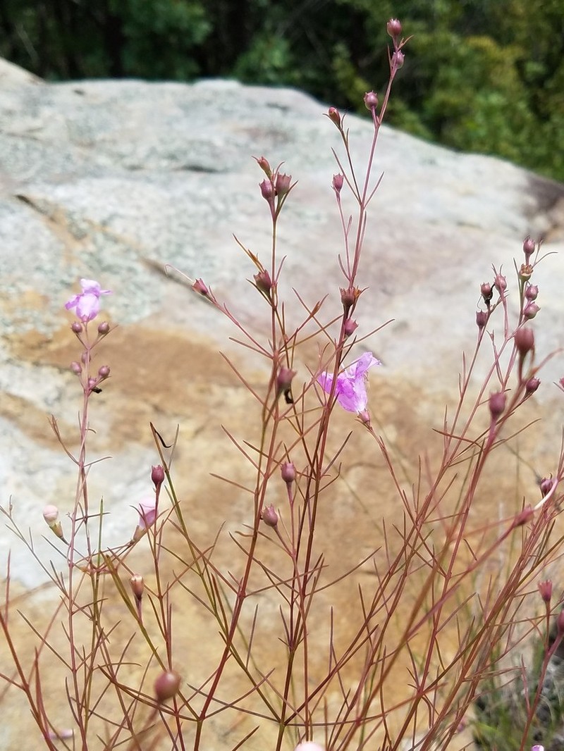 Chattahoochee False Foxglove photo 3