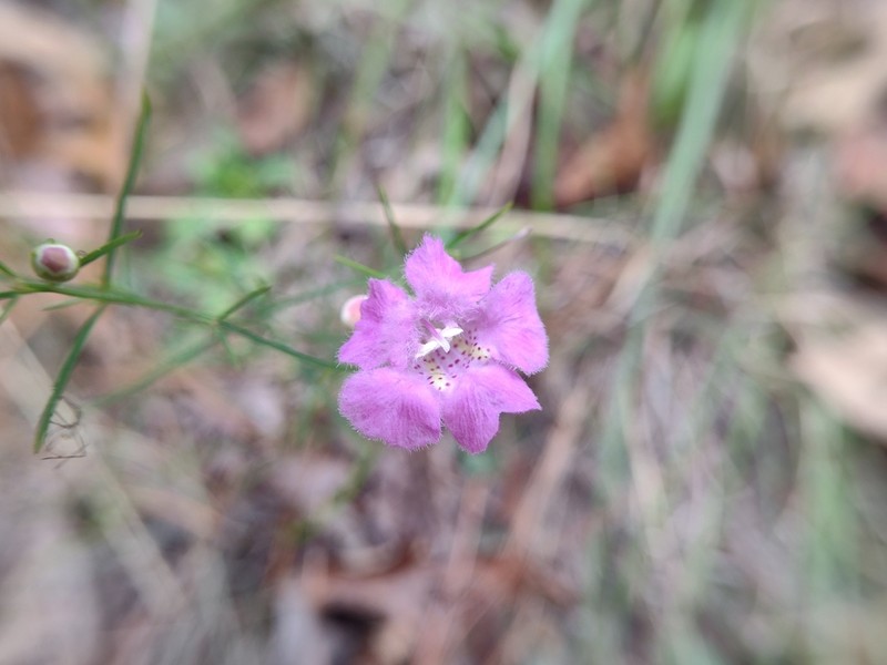 Chattahoochee False Foxglove photo 4