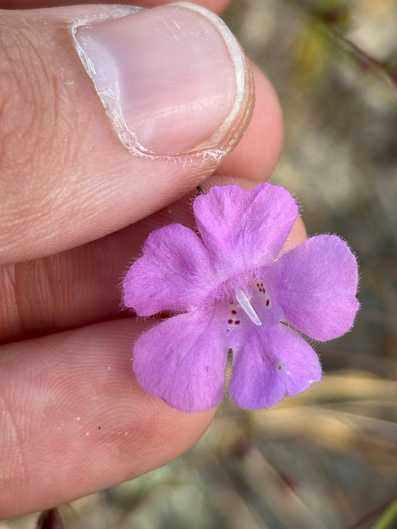 Chattahoochee False Foxglove photo 5