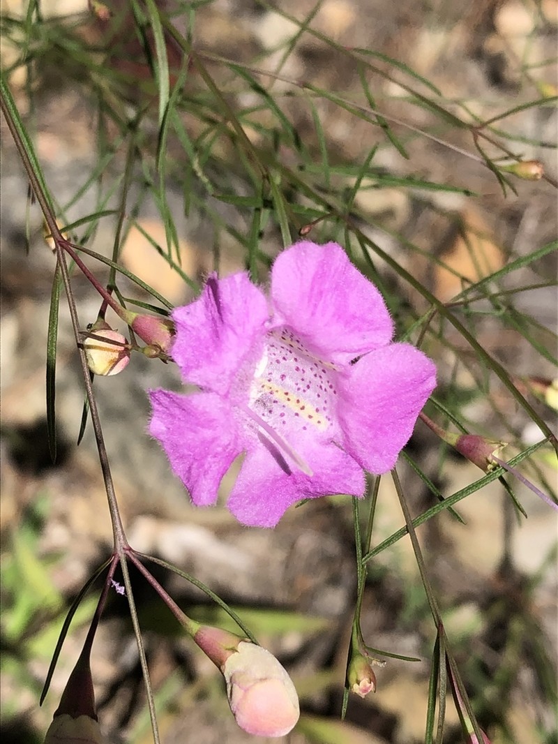 Chattahoochee False Foxglove photo 6