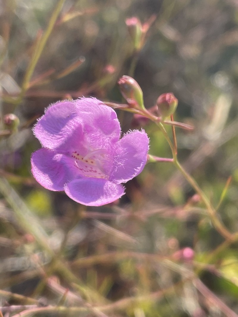 Chattahoochee False Foxglove photo 7
