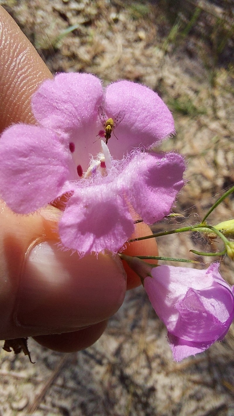 Chattahoochee False Foxglove photo 8