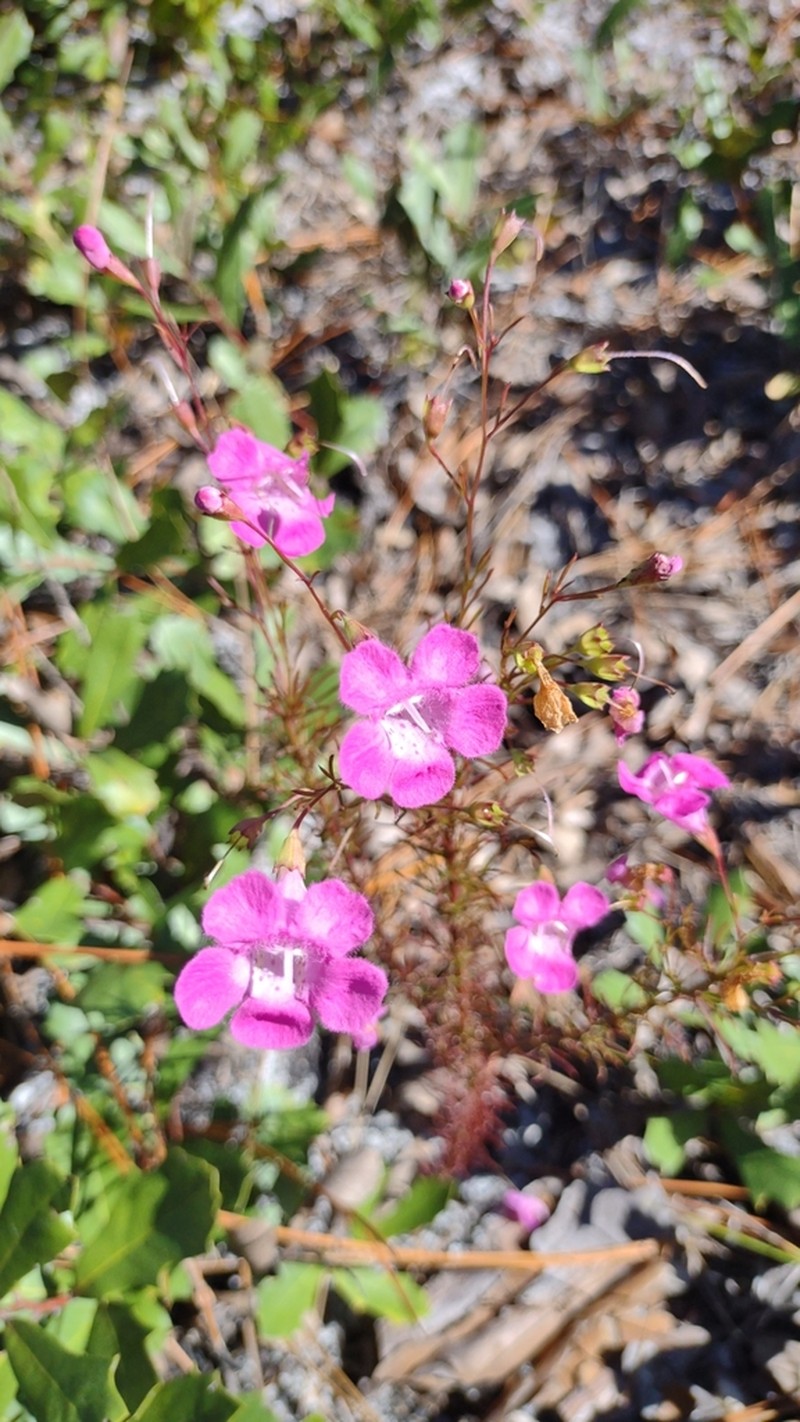St. Mark's False Foxglove
