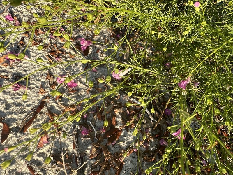 St. Mark's False Foxglove photo 2