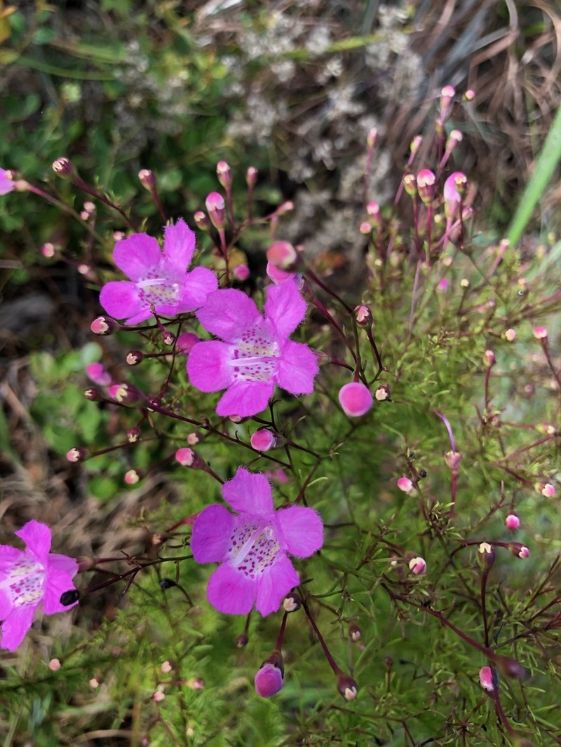 St. Mark's False Foxglove photo 3