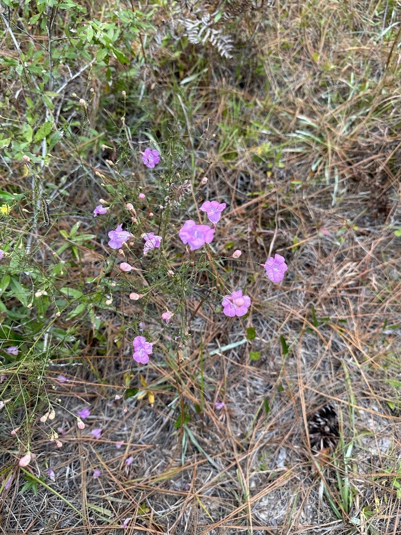St. Mark's False Foxglove photo 4