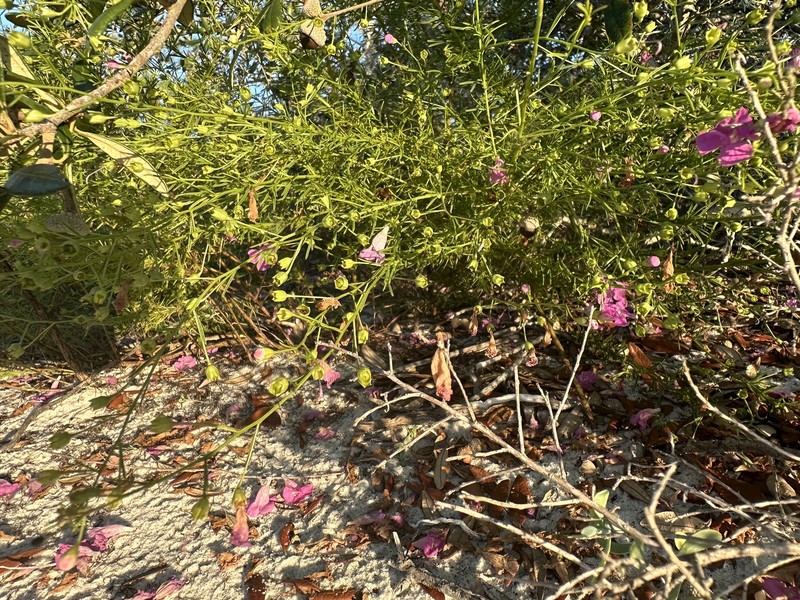 St. Mark's False Foxglove photo 5