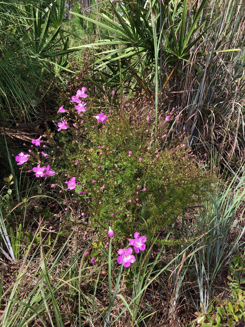 St. Mark's False Foxglove photo 6