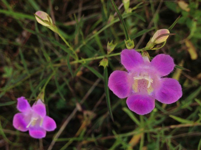 Purple False Foxglove