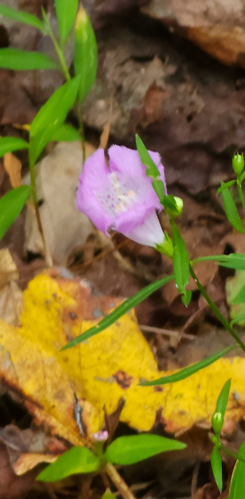 Purple False Foxglove photo 2