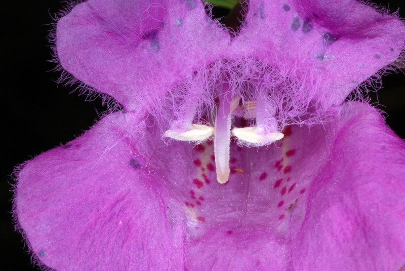 Purple False Foxglove photo 3