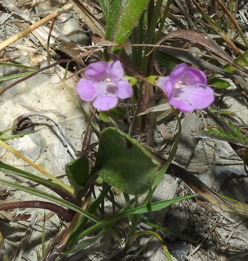 Purple False Foxglove photo 4