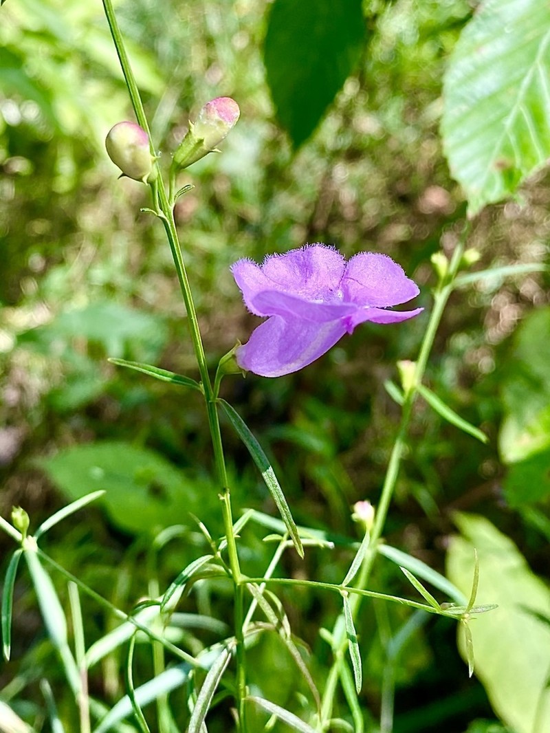 Purple False Foxglove photo 5