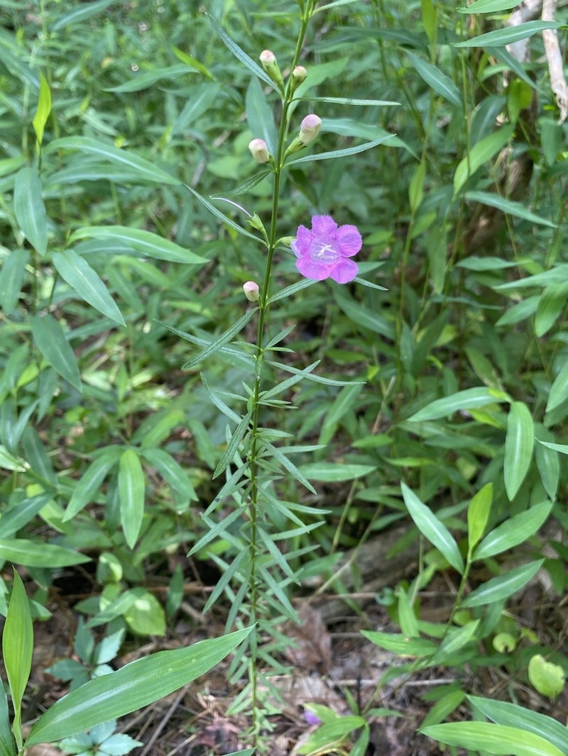 Purple False Foxglove photo 6