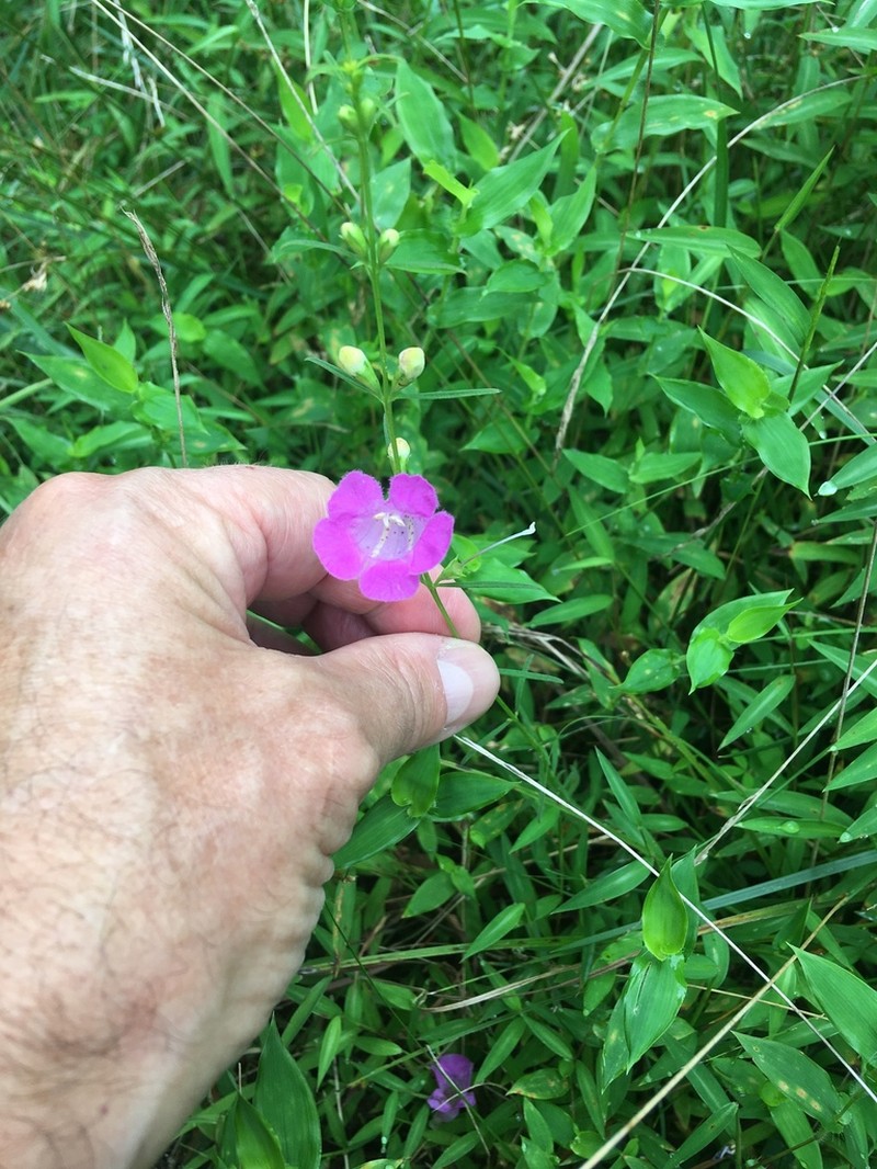 Purple False Foxglove photo 7