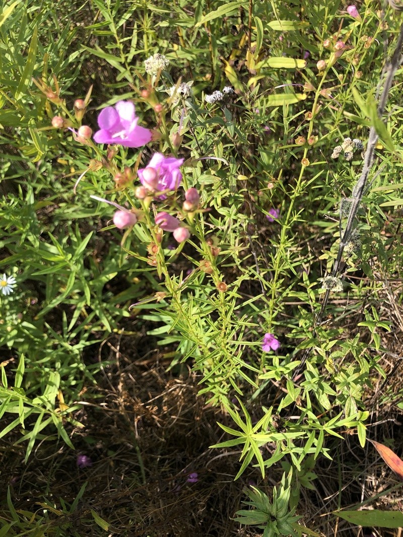 Purple False Foxglove photo 8