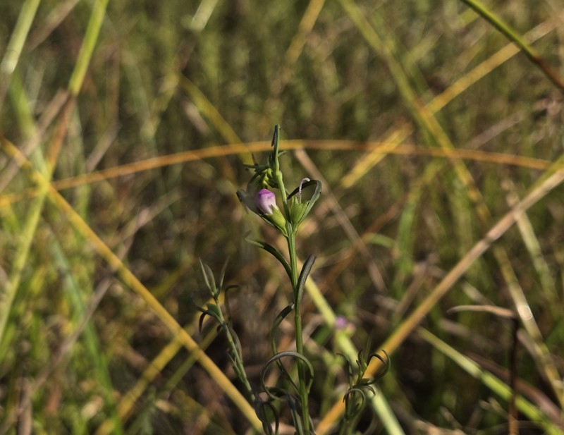 Smallflower False Foxglove