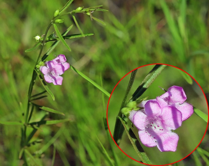 Smallflower False Foxglove photo 2