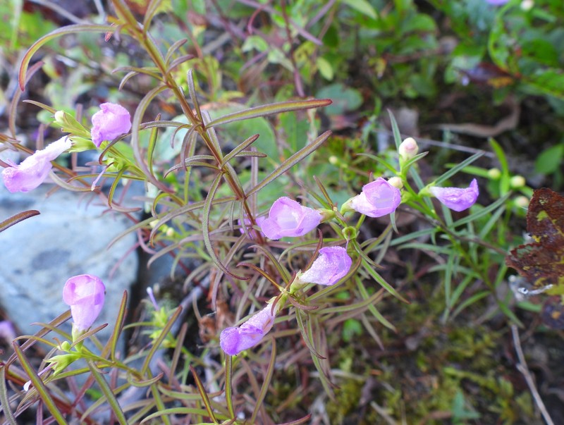 Smallflower False Foxglove photo 3