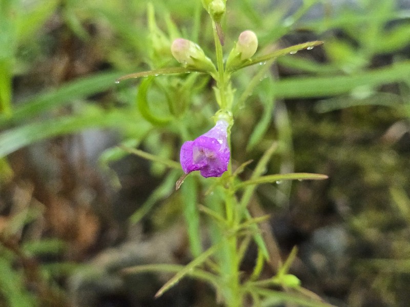 Smallflower False Foxglove photo 4