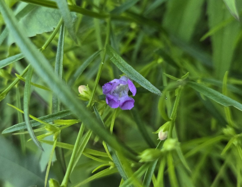 Smallflower False Foxglove photo 5