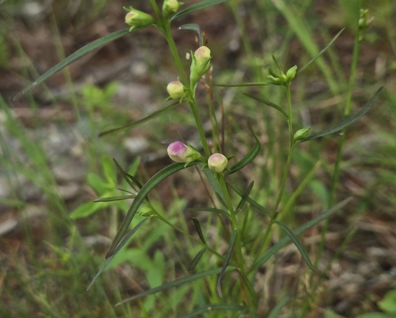 Smallflower False Foxglove photo 6