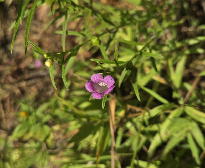 Smallflower False Foxglove photo 7