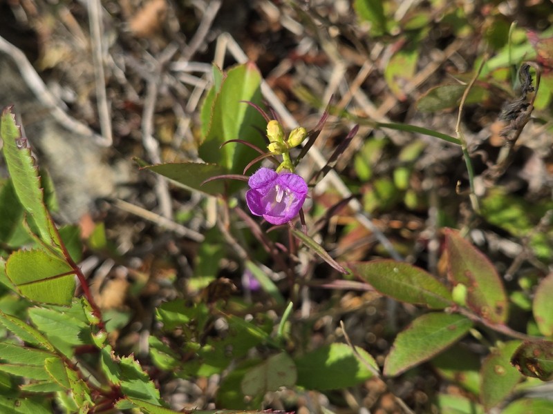 Smallflower False Foxglove photo 8