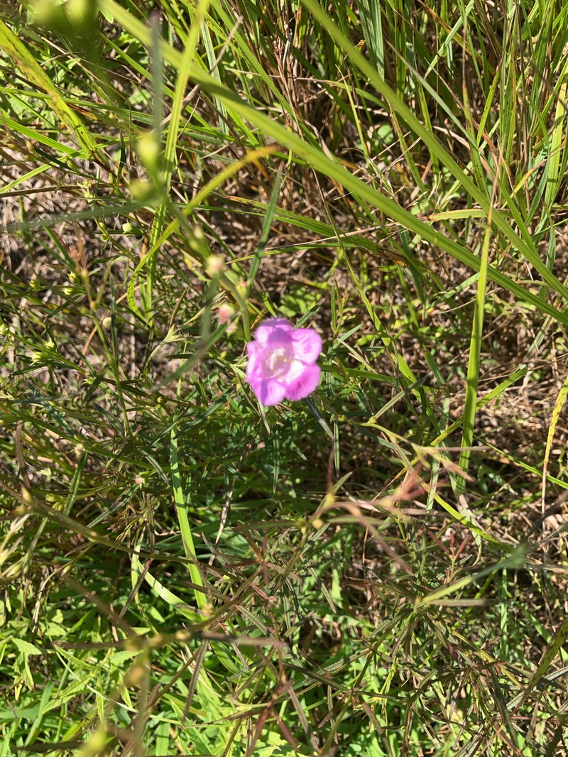 Agalinis purpurea var. purpurea