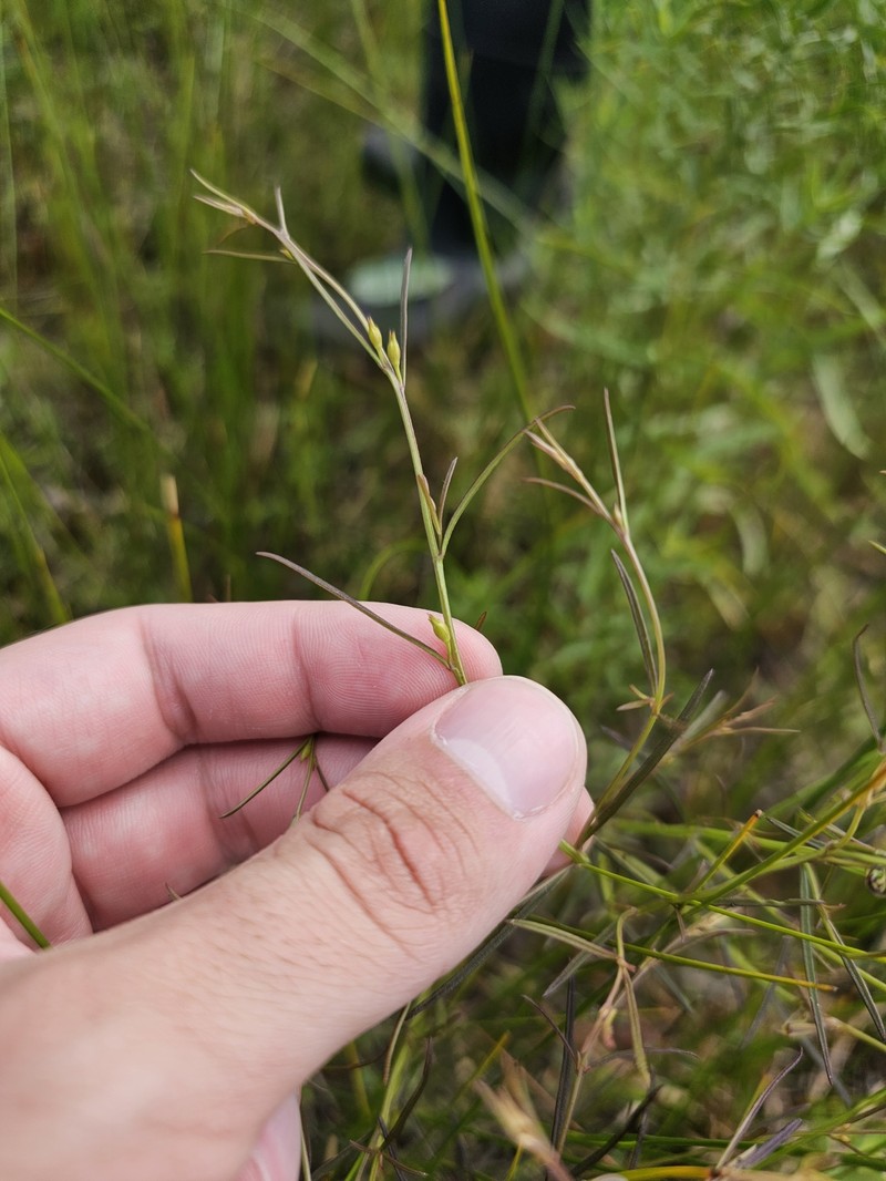 Agalinis purpurea var. purpurea photo 2